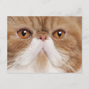 Exotisk shorthair (2,5 år gammal) vykort