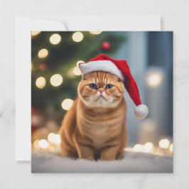 Exotisk shorthair-jul