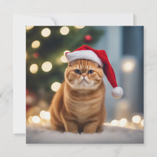 Exotisk shorthair-jul