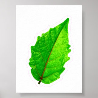 Exotisk tropisk grön blad med röda ådror Macro P Poster
