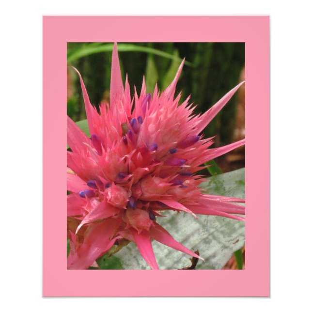 Exotisk utskrift fototryck (Framsidan)