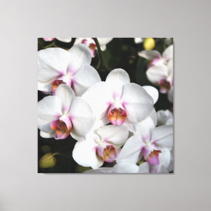 Exotisk vit orkidblomma. Floral-fotografi Canvastryck