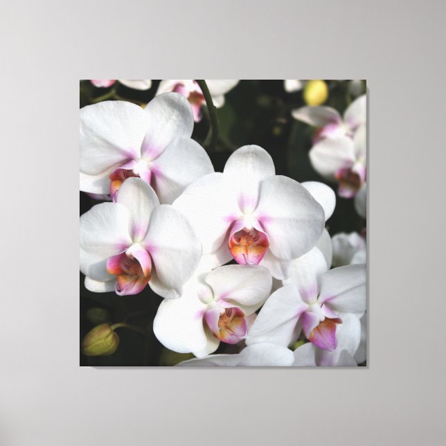 Exotisk vit orkidblomma. Floral-fotografi Canvastryck (Framsida)