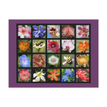 Exotiska blommor från Värld runt