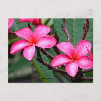 Exotiska blommor, Frangipani i Singapore Botanic.. Vykort