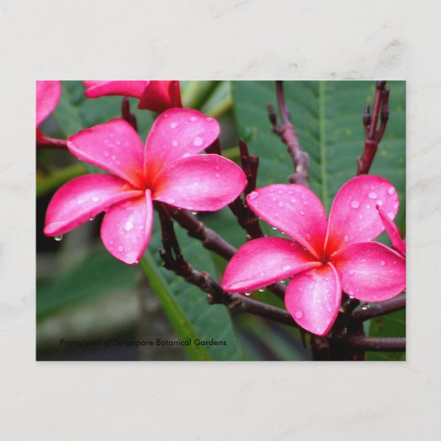 Exotiska blommor, Frangipani i Singapore Botanic.. Vykort (Framsida)