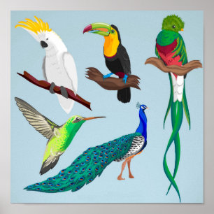 Exotiska fåglar poster