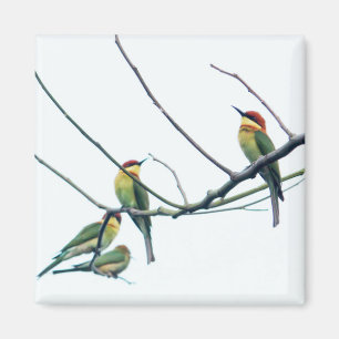 Exotiska indiska kerala Bee-Eater-fåglar på Gren Magnet