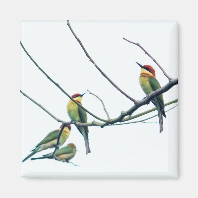 Exotiska indiska kerala Bee-Eater-fåglar på Gren Magnet (Framsidan)