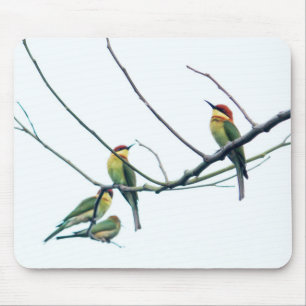 Exotiska indiska kerala Bee-Eater-fåglar på Gren Musmatta