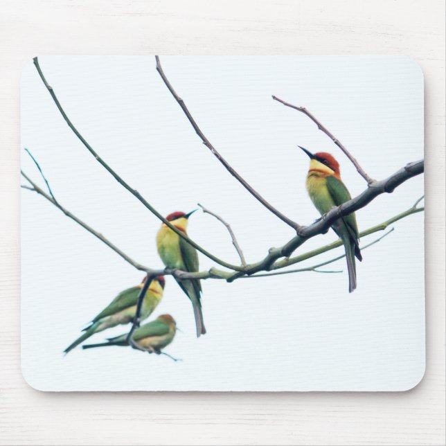 Exotiska indiska kerala Bee-Eater-fåglar på Gren Musmatta (Framsidan)