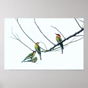 Exotiska indiska kerala Bee-Eater-fåglar på Gren Poster