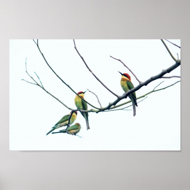 Exotiska indiska kerala Bee-Eater-fåglar på Gren Poster (Framsidan)