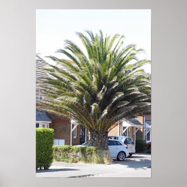 Exotiska palmer och växter i Selsey. Poster (Framsidan)