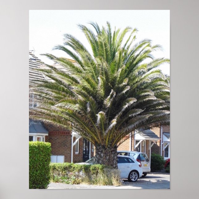 Exotiska palmer och växter i Selsey. Poster (Framsidan)