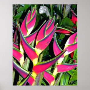 Exotiska växter (1) poster