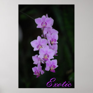 Exotiskt Poster