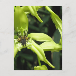 Exotiskt vykort för orchid