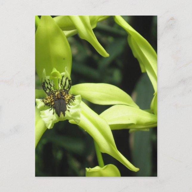 Exotiskt vykort för orchid (Framsida)