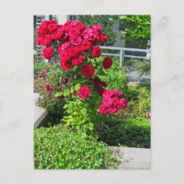 Explosion av vykort för Rosor