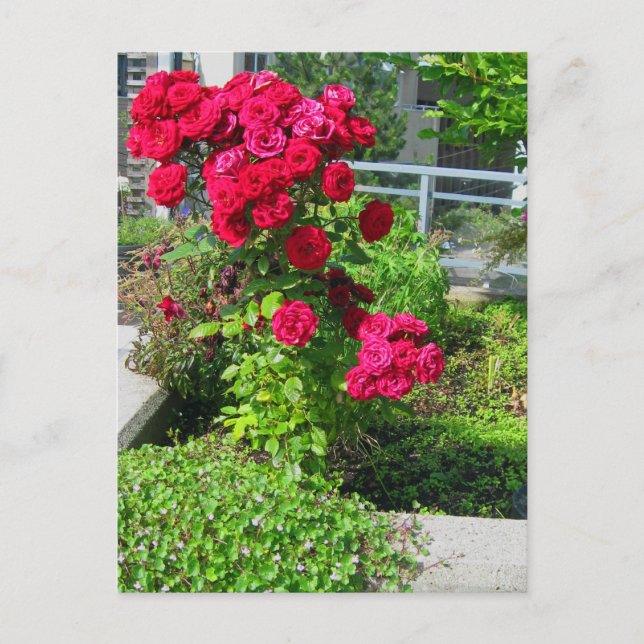 Explosion av vykort för Rosor (Framsida)