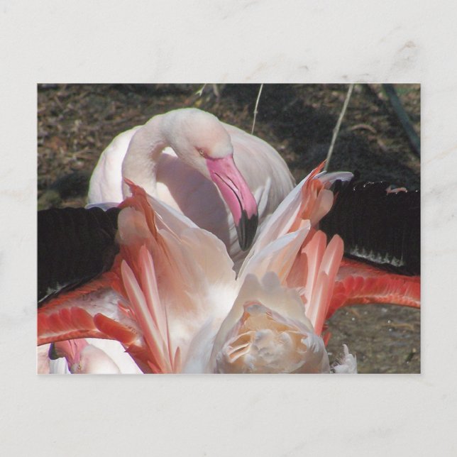 Exponera mig! vykort (Framsida)