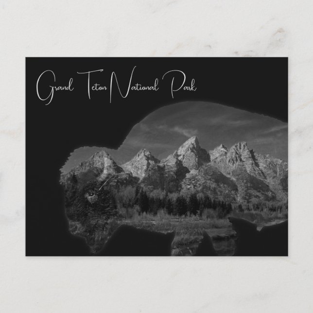 Exponering för Dubbla av Grand Teton Bison Vykort (Framsida)