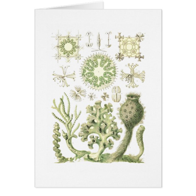 Exponeringsglas snyltar hälsningskort (Framsidan)