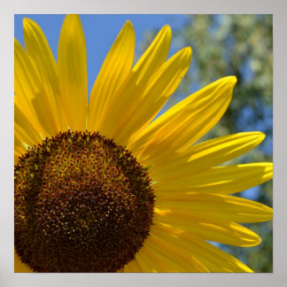 Express Kärlek Solros Poster