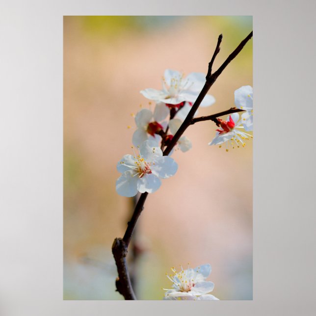 Exquisite Japansk Apricot Flowers Poster (Framsidan)