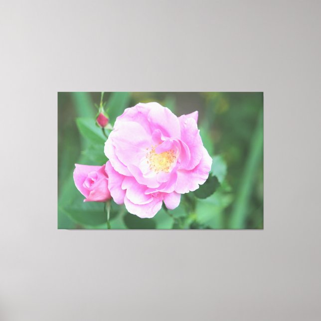 Extra Large Rosa ros Canvas (Framsida)