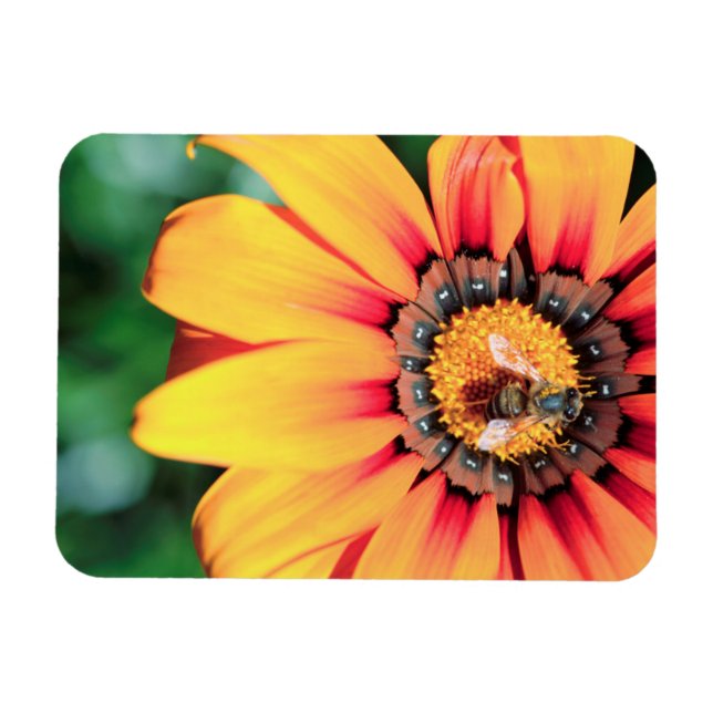 Extrem närbild av en bin som samlar pollen magnet (Horisontell)