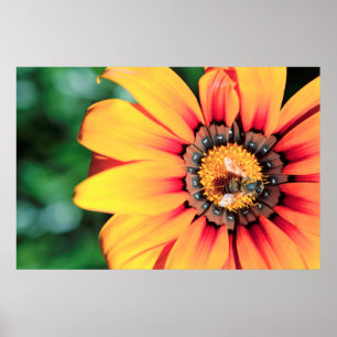 Extrem närbild på en bin som samlar pollen poster