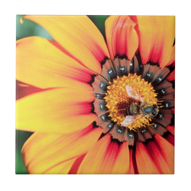 Extrem närhet av ett bin som samlar in pollen kakelplatta (Framsidan)