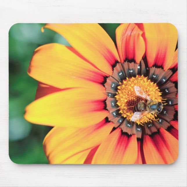 Extrem närhet av ett bin som samlar in pollen musmatta (Framsidan)