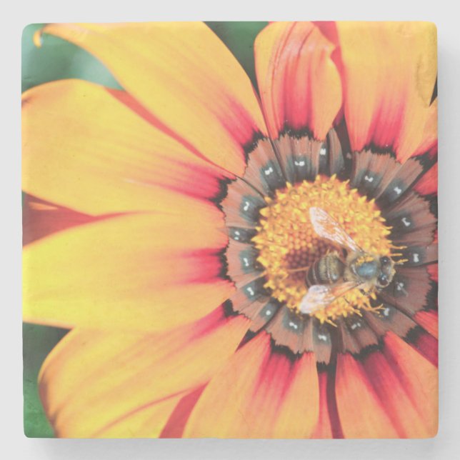 Extrem närhet av ett bin som samlar in pollen underlägg sten (Framsidan)