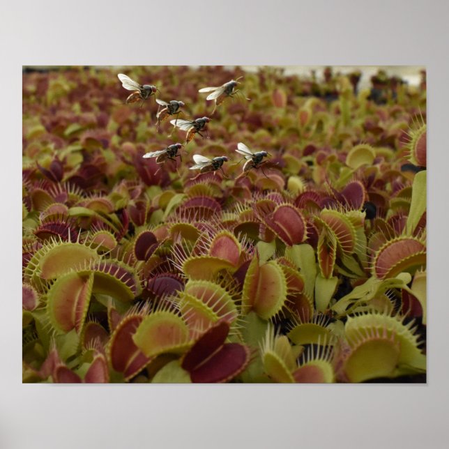 Extrem sport för flugor. poster (Framsidan)