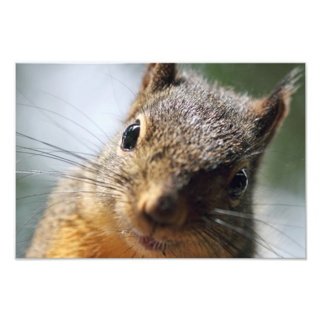 Extreme Closeup Squirrel Bild Fototryck (Framsidan)