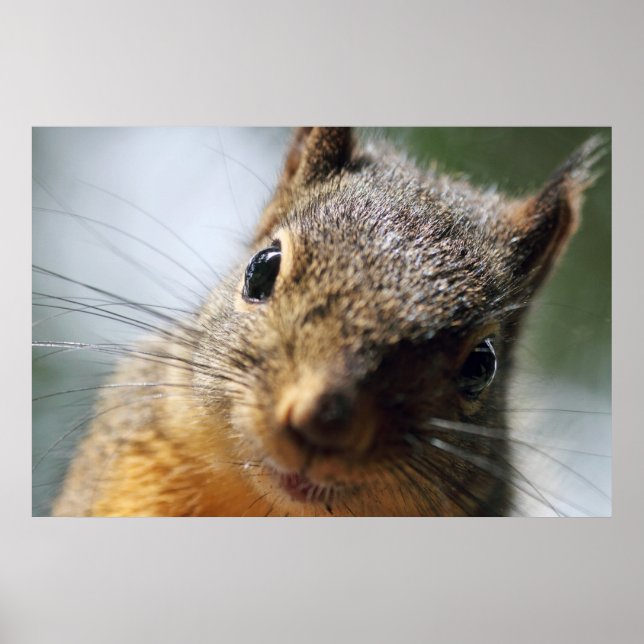 Extreme Closeup Squirrel Bild Poster (Framsidan)
