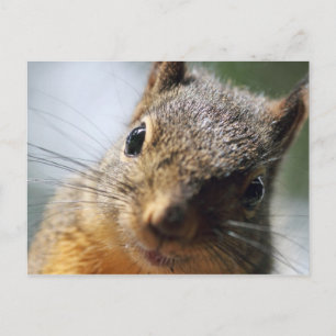 Extreme Closeup Squirrel Bild Vykort