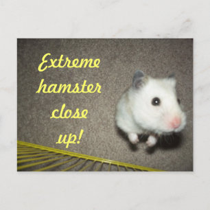 Extreme Hamster stäng upp vykort