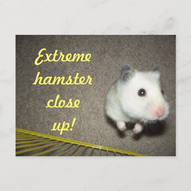 Extreme Hamster stäng upp vykort (Framsida)