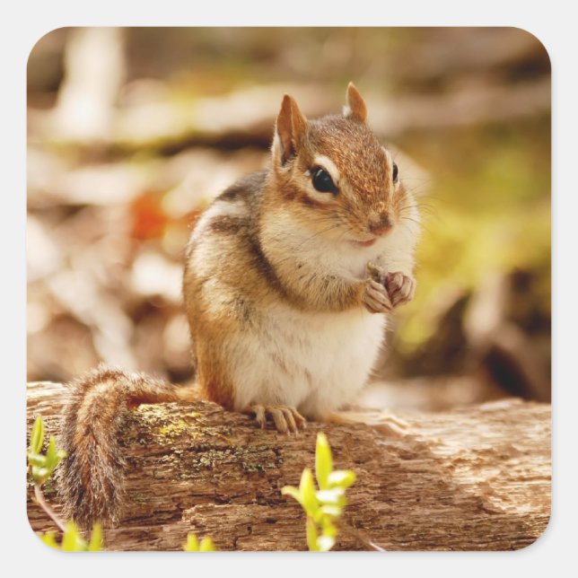 Extremt Cute Chipmunk Fyrkantigt Klistermärke (Framsida)