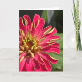 Exuberant Zinnia Blank Greeting Card Kort