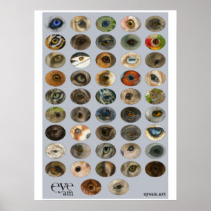 EyeAmArt-samling av utrotningshotat Öga från djur Poster