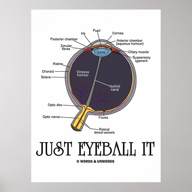 Eyeball it (Öga-anatomi-approximering) Poster (Framsidan)