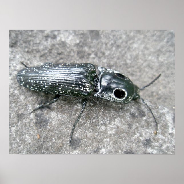Eyed Elder Click Beetle Poster (Framsidan)