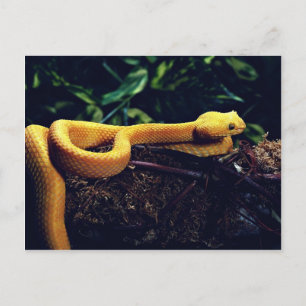 Eyelash viper, Mexiko och Kalifornien Vykort