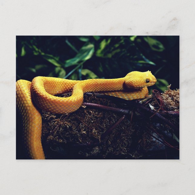 Eyelash viper, Mexiko och Kalifornien Vykort (Framsida)