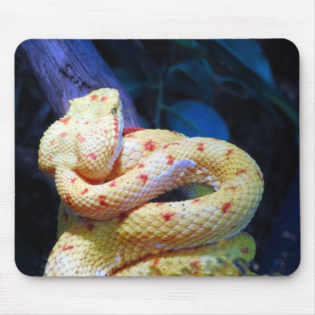 Eyelash Viper Musmatta (Framsidan)